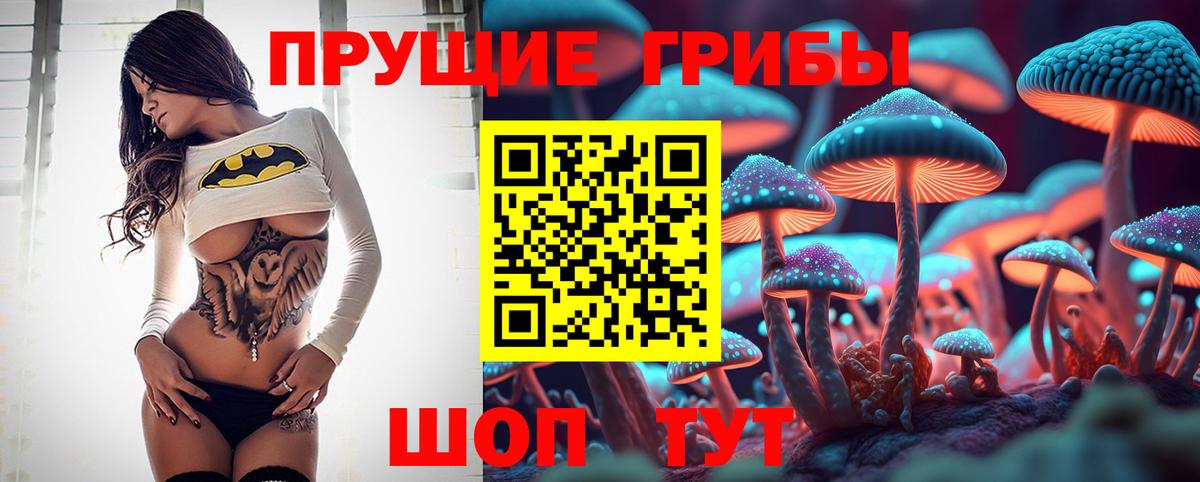Курчатов  Псилоцибиновые грибы Cubensis  Вход с VPN 